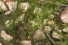 Monotaxis macrophylla