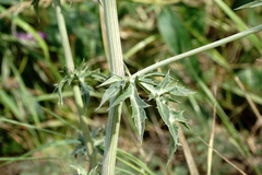 Eryngium caeruleum