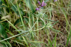 Eryngium caeruleum