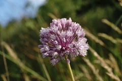 Allium erubescens