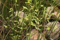 Monotaxis macrophylla