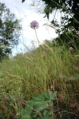Allium erubescens
