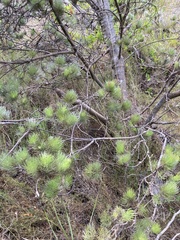 Adenanthos sericeus