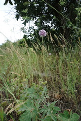 Allium erubescens