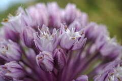Allium erubescens