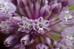 Allium erubescens