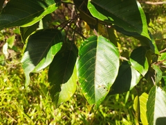 Hancea integrifolia