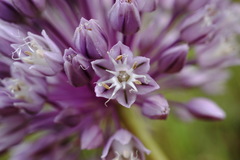 Allium erubescens