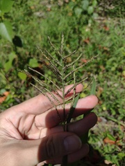 Paspalum paniculatum