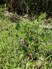Desmodium intortum
