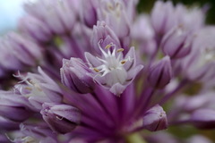 Allium erubescens
