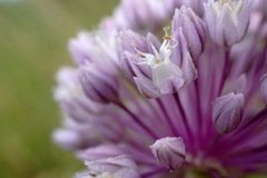 Allium erubescens