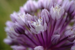 Allium erubescens