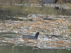 Fulica americana