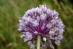 Allium erubescens