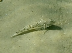 Nesogobius maccullochi