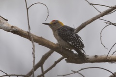 Melanerpes aurifrons