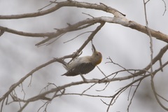 Melanerpes aurifrons