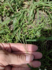 Digitaria violascens