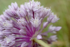Allium erubescens