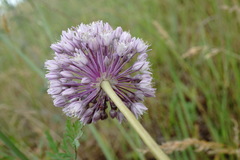 Allium erubescens
