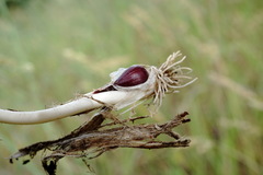 Allium erubescens