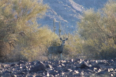 Odocoileus hemionus eremicus