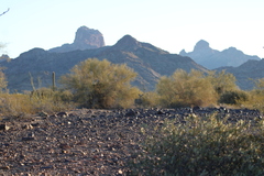 Odocoileus hemionus eremicus