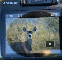 Odocoileus hemionus eremicus