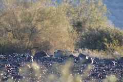 Odocoileus hemionus eremicus