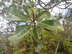 Sideroxylon borbonicum