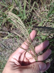 Digitaria insularis