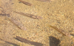 Fundulus rathbuni