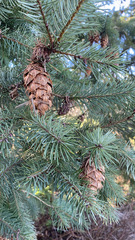 Pseudotsuga menziesii
