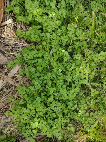 Rorippa sarmentosa