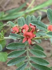 Indigofera linnaei
