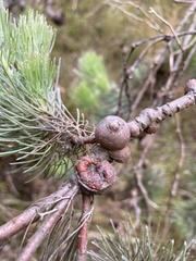Adenanthos sericeus