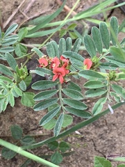 Indigofera linnaei