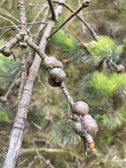 Adenanthos sericeus