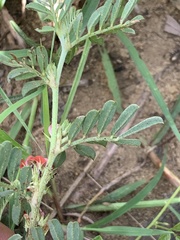Indigofera linnaei
