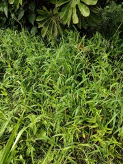 Digitaria setigera