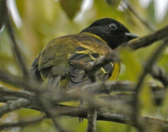 Carpornis cucullata