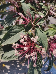 Clerodendrum quadriloculare