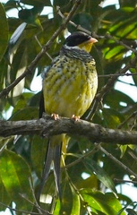 Phibalura flavirostris