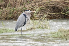 Ardea herodias