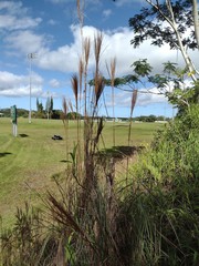 Andropogon bicornis