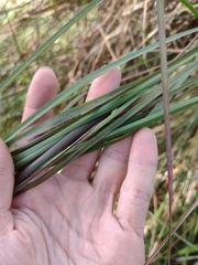 Andropogon bicornis