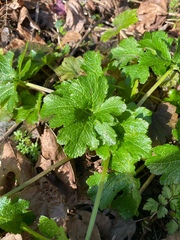Sanicula crassicaulis