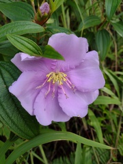 Melastoma septemnervium