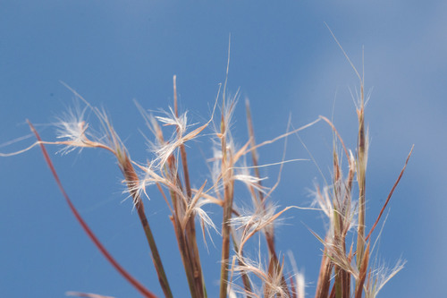 Beardgrass